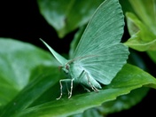 I'm a Large Emerald Moth !