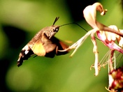 Humming Bird Hawk Moth having Lunch