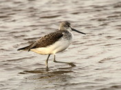 The Greenshank