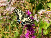 The Swallowtailed Butterfly