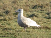 Glaucous Gull