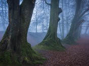 Woodbury Castle in morning mist