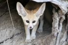 Taronga Zoo is celebrating a birth from the world?s smallest fox species, with keepers monitoring the progress of a tiny ...