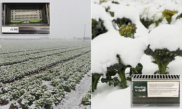 The freak Spanish weather that devastated salad crops