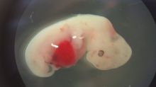 A four-week-old human-pig embryo.