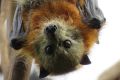 WIRES is urging people not to touch any injured, sick or abandoned flying foxes.