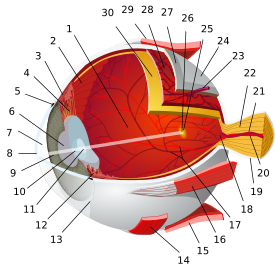 1:posterior segment 2:ora serrata 3:ciliary muscle 4:ciliary zonules 5:Schlemm's canal 6:pupil 7:anterior chamber 8:cornea 9:iris 10:lens cortex 11:lens nucleus 12:ciliary process 13:conjunctiva 14:inferior oblique muscule 15:inferior rectus muscule 16:medial rectus muscle 17:retinal arteries and veins 18:optic disc 19:dura mater 20:central retinal artery 21:central retinal vein 22:optic nerve 23:vorticose vein 24:bulbar sheath 25:macula 26:fovea  27:sclera 28:choroid 29:superior rectus muscle 30:retina