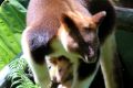 Haroli is the 16th male Tree Kangaroo to be born as part of the global program 