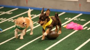 On the run: Two puppies in action in last year's Puppy Bowl.