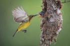 An Olive-backed Sunbird feeds an insect to its two chicks in their nest in Klang, Selangor, Malaysia. 