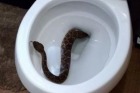 The snake in the toilet was initially discovered by the couple's four-year-old son Isaac McFadden.