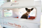 Eight-year-old Molly chills out inside her own caravan.