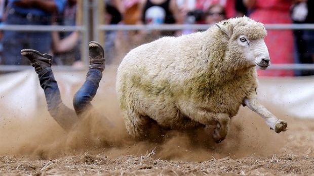 Men will replace sheep at the upcoming Kakahi Rodeo in New Zealand.