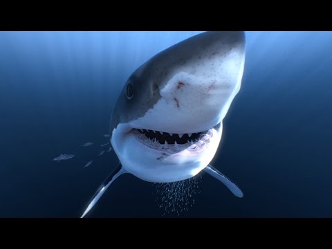 Great White Sharks 360 Video 4K!! - Close encounter on Amazing Virtual Dive