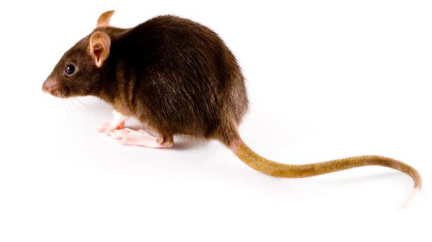 Thirteen Queen Victoria Market traders had been rated 'unsatisfactory' after rats were discovered on their premises.