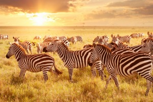 Zebras at Maasai Mara parkland located on the border of Kenya, Uganda and Tanzania.