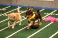 On the run: Two puppies in action in last year's Puppy Bowl.
