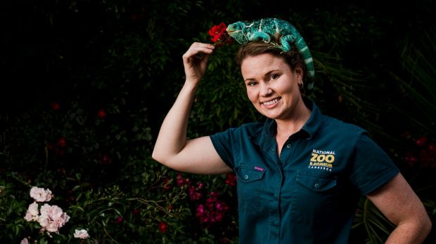 Renee Osterloh, operations manager of the National Zoo and Aquarium, with Phoebe, a Fijian crested iguana. Pheobe's ...