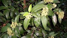 Backhousia citriodora.jpg