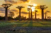 Beautiful Baobab trees at sunset at the avenue of the baobabs in Madagascar