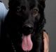 Police dog Waco died while on duty.