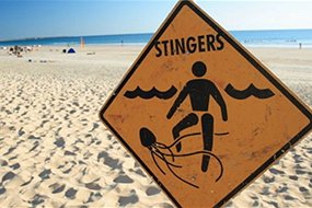 stinger sign