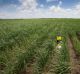 The Great Barrier Reef 2016. Sugarcane farmer Vince Papale at his property in Home Hill, 90 kilometres South of ...