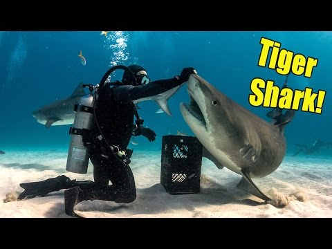 Bahamas Tiger Sharks | JONATHAN BIRD'S BLUE WORLD