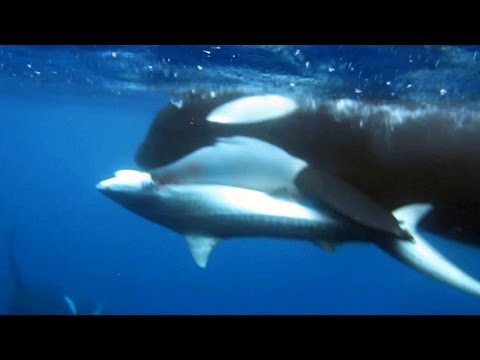 Orcas Vs Shark: Killer Whales Take Down Tiger Shark