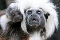 Taronga's new baby cotton-top tamarin.