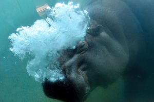 A hippopotamus dives in its pool at the zoo in Berlin, Germany.