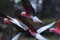 Galahs were behind just under a third of all wildlife strikes with aircraft in Canberra between 2014 and 2015.