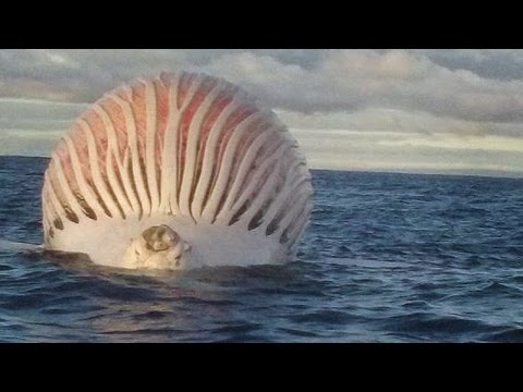 10 Strange Creature Photos Explained