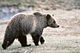 Grizzly bear glacier national park 3.jpg