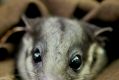 Victoria's fauna emblem, the Leadbeater's possum.