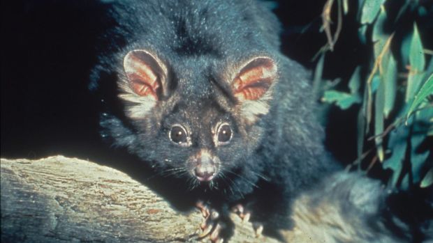 The Greater Glider is in decline with environmentalists concerned about continued logging.