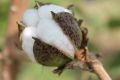 Cotton is considered a "cash crop" in India where the industry employs 60 million people in production, processing, ...