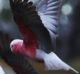 Galahs were behind just under a third of all wildlife strikes with aircraft in Canberra between 2014 and 2015.