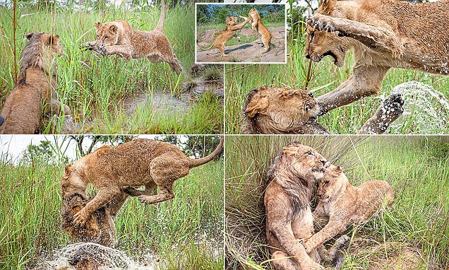 Lion siblings pictured battling fiercely in Zimbabwe