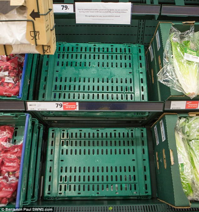 Vegetables like iceberg lettuces, courgettes and aubergines are being rationed by British supermarkets. Pictured are empty shelves in Tesco in Goole, East Yorkshire 