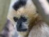 Fast-growing kid needs a gibbon name