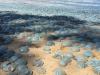 Thousands stung as jellyfish invade beach