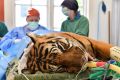 Sumatran tiger Binjai during her operation at Melbourne Zoo.
