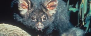 The Greater Glider is in decline with environmentalists concerned about continued logging.