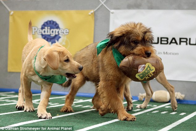 Nearly 80 pups - who were all available for adoption - were let off their leashes to participate in the bowl game