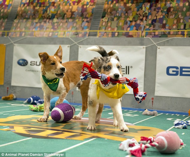 Two teams of playful and furry critters faced off in the annual Puppy Bowl on Sunday afternoon