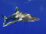 In this June 21, 2008, photo provided by the University of Miami Rosenstiel School of Marine and Atmospheric Science, a whitetip shark swims off Cat Island in the Bahamas. The National Marine Fisheries Service said in December 2016 that the sharks are likely to become endangered. Threats to the sharks include fishing pressure all over the world, as their fins are prized in Asian markets for use in soup. (Neil Hammerschlag/University of Miami Rosenstiel School of Marine and Atmospheric Science via AP)