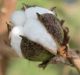 Cotton is considered a "cash crop" in India where the industry employs 60 million people in production, processing, ...