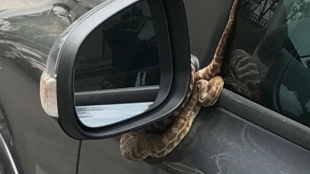 By the end of the ordeal, the male python had wrapped itself around the Volvo's side mirror.