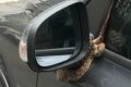 By the end of the ordeal, the male python had wrapped itself around the Volvo's side mirror.